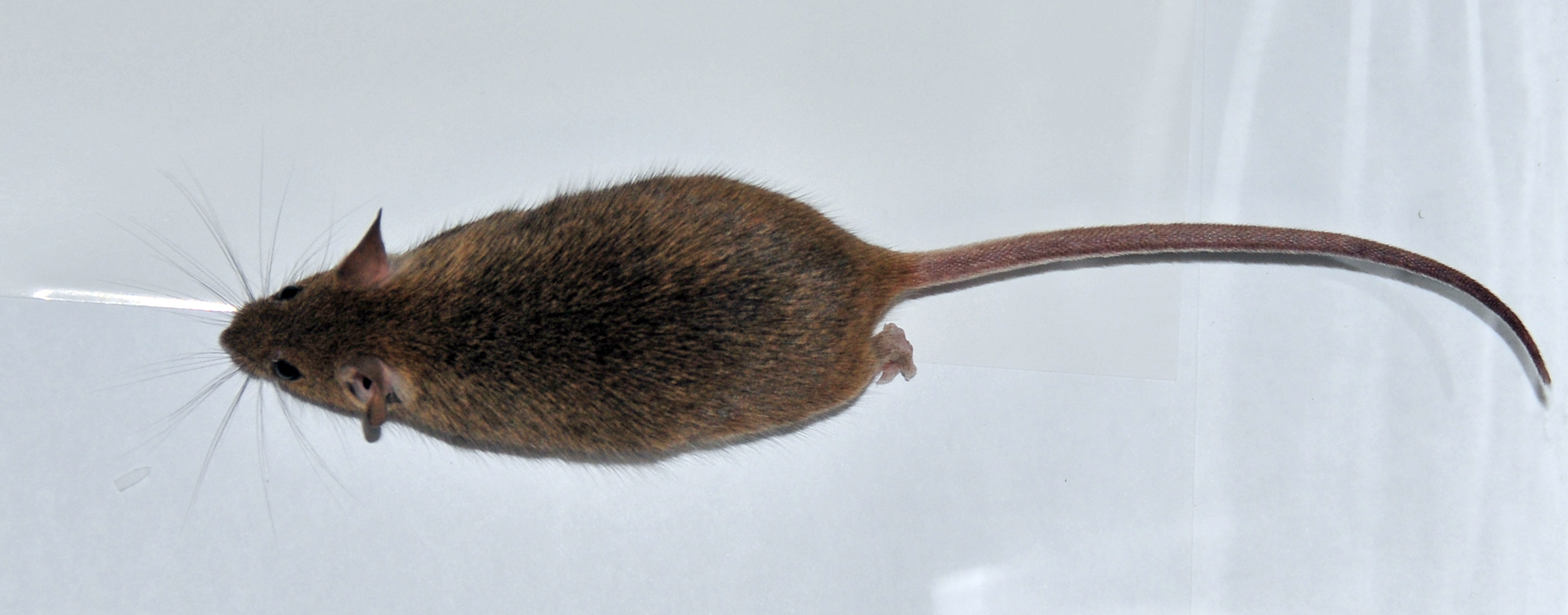 Intech Pest Control Mice, Rats & Rodents