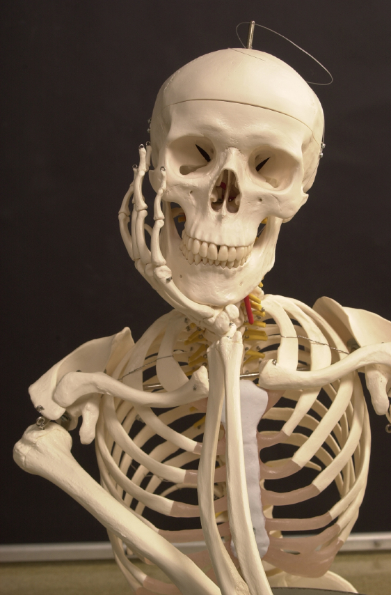 Postmenopausal Bone Health