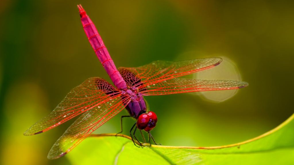 Eyes of the dragonfly inspire machine vision technology