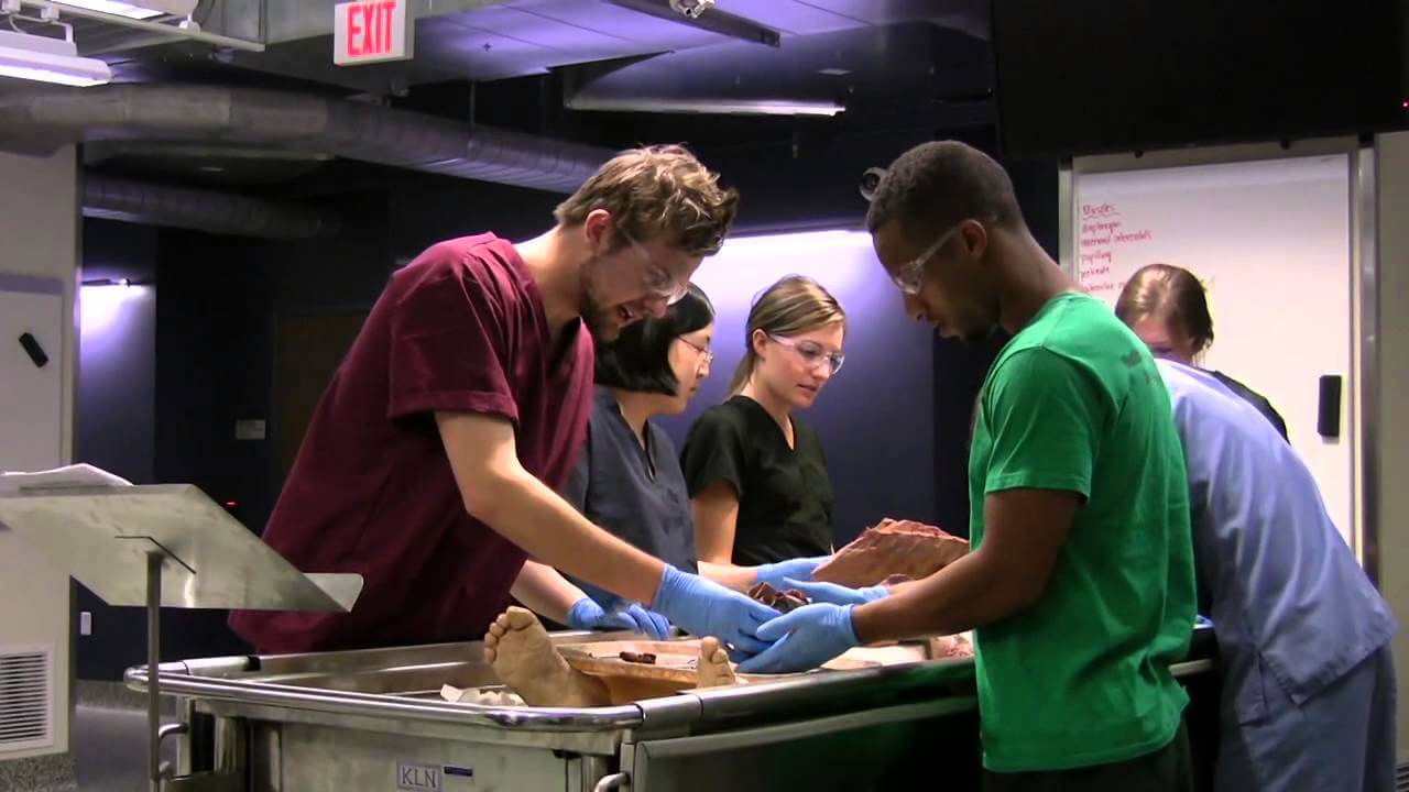 Succeed in Anatomy Classes with Kenhub’s Education and Training IntelligentHQ