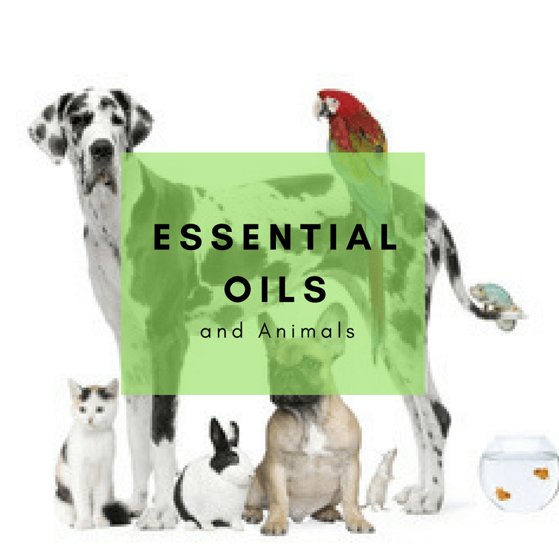 Essential Oils for Animals Intention Training