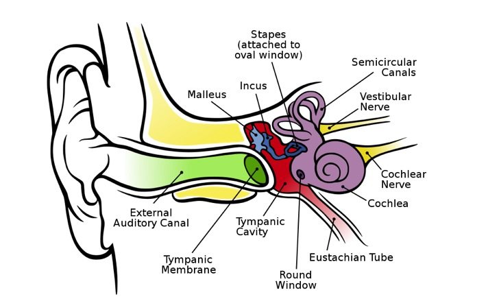 037 How Sound is Transferred to the Inner Ear