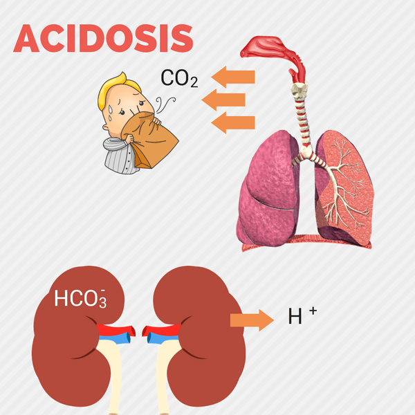 Handling pH How Your Body Regulates Acidity Interactive Biology