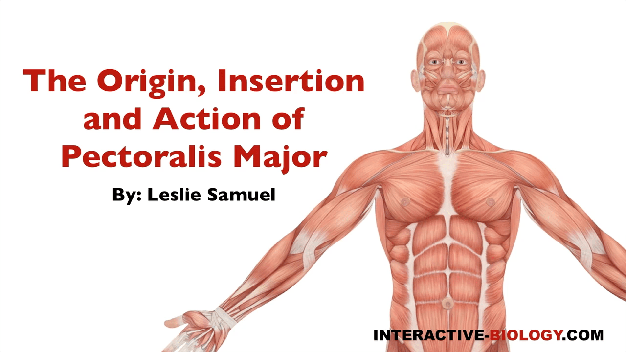 082 The Origin, Insertion, and Action of Pectoralis Major Interactive