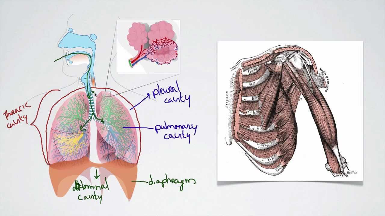 062 Pressure Changes during Breathing Interactive Biology, with