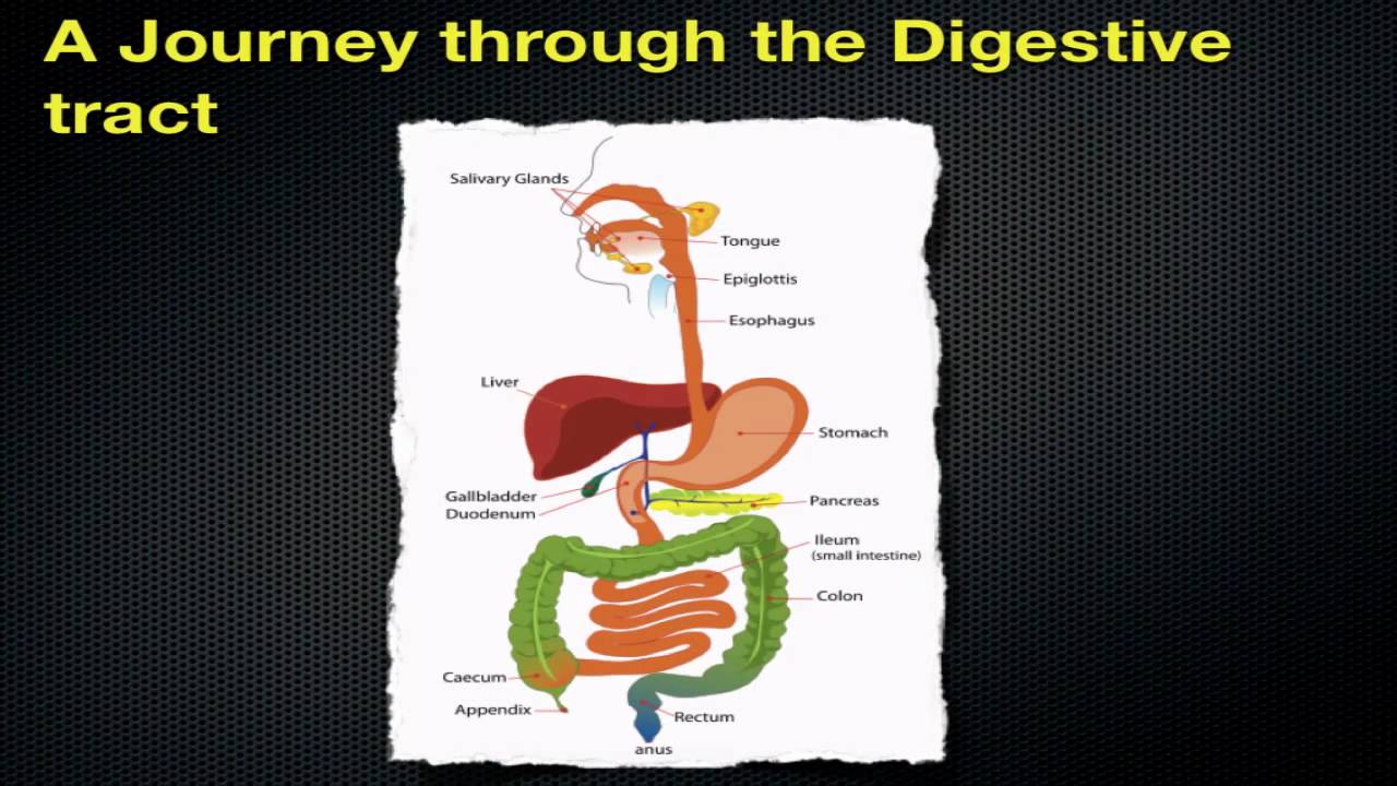 Video Following Digestion of a Meal Interactive Biology