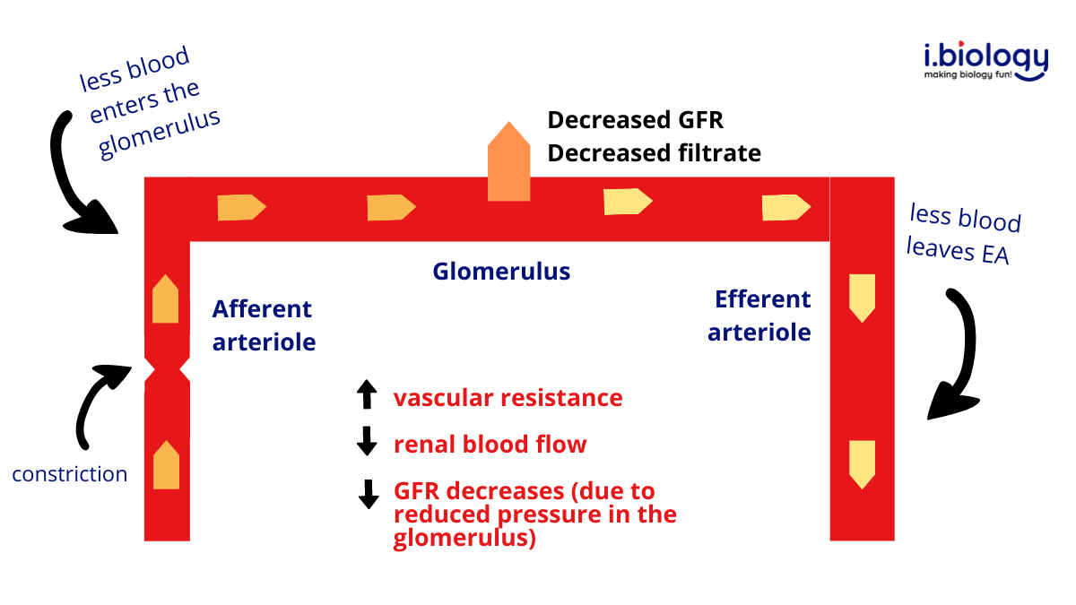 Glomerular Filtration Rate but Easier to Understand Interactive