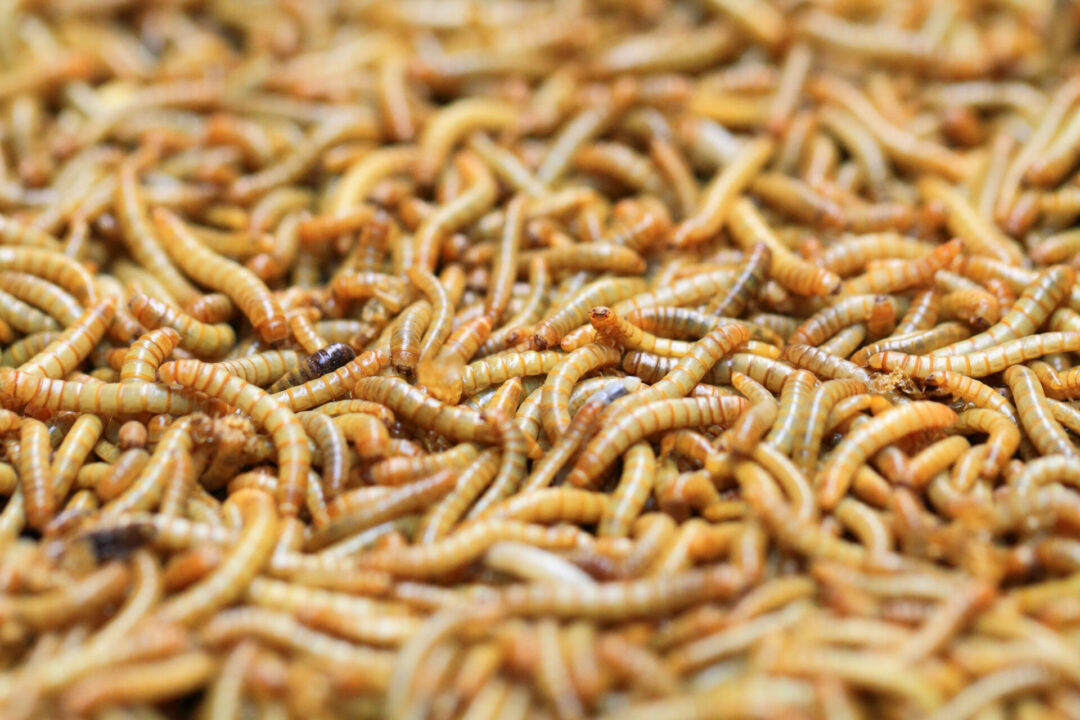 The Fascinating Life Cycle of Mealworms A Closer Look at Nature's Helpful