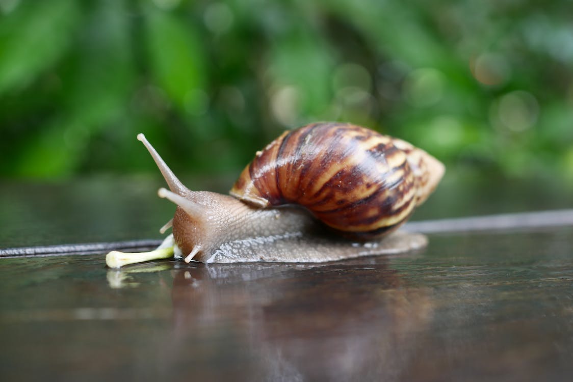 The Ultimate Guide to Creating the Perfect Snail Habitat