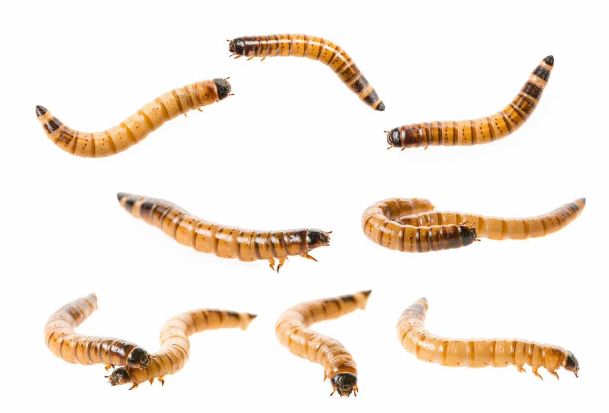 The Fascinating Life Cycle of Mealworms A Closer Look at Nature's