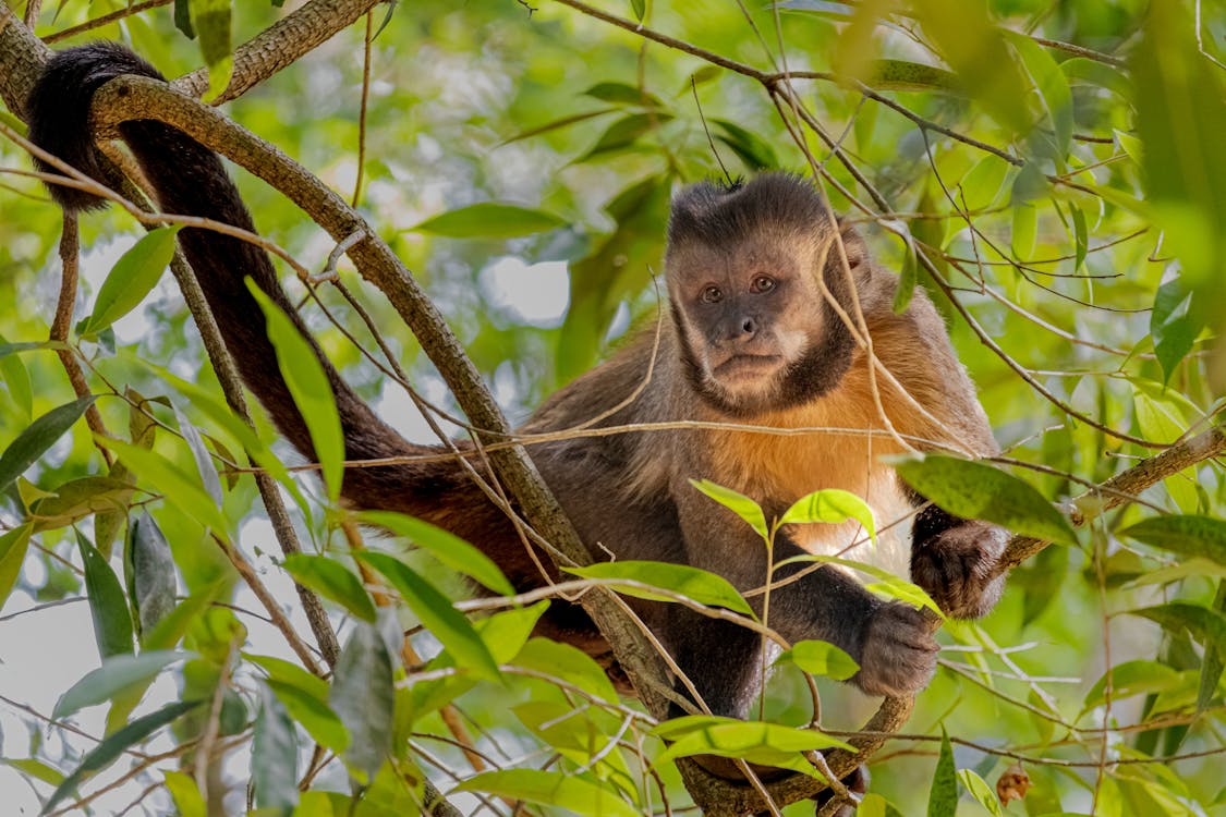 Are Monkeys Dangerous? Here's Why They Should Never Be Pets