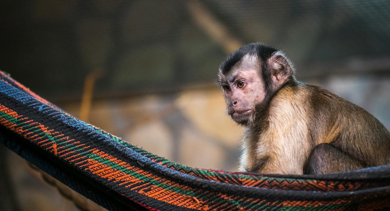 Are Monkeys Dangerous? Here's Why They Should Never Be Pets