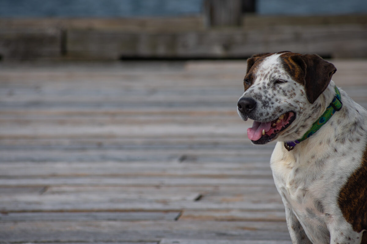 Bull Arab Dogs Unleashing the Strength and Loyalty of this Mighty Breed