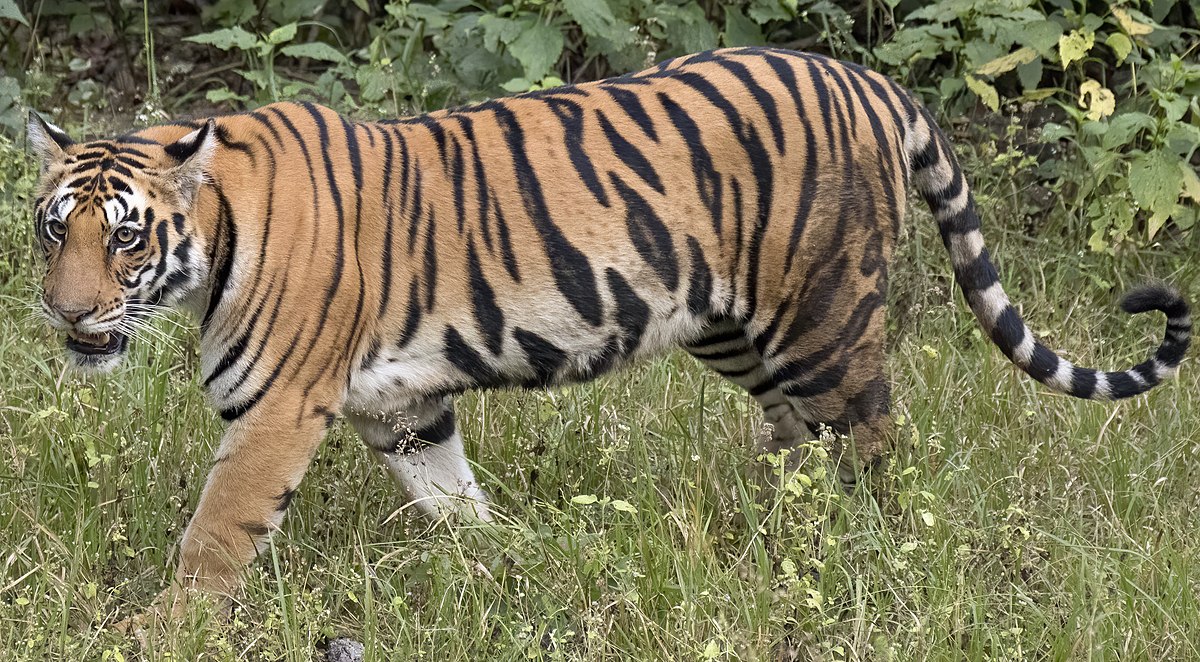 Fascinating Facts About Tigers You Should Know