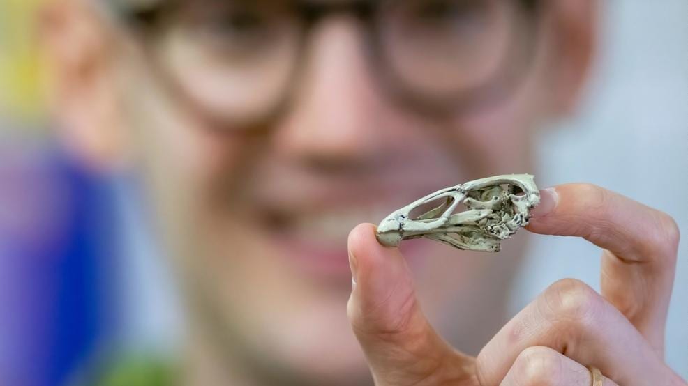 'Wonderchicken' the world's oldestknown modern bird