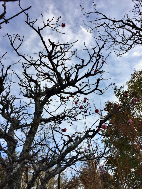 早春の広沢池 ジョバンニの森