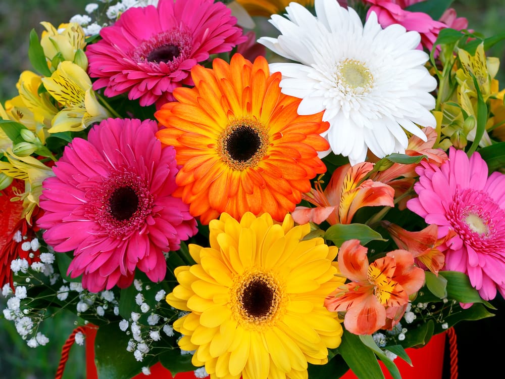 El significado de los colores de la gerbera Interflora