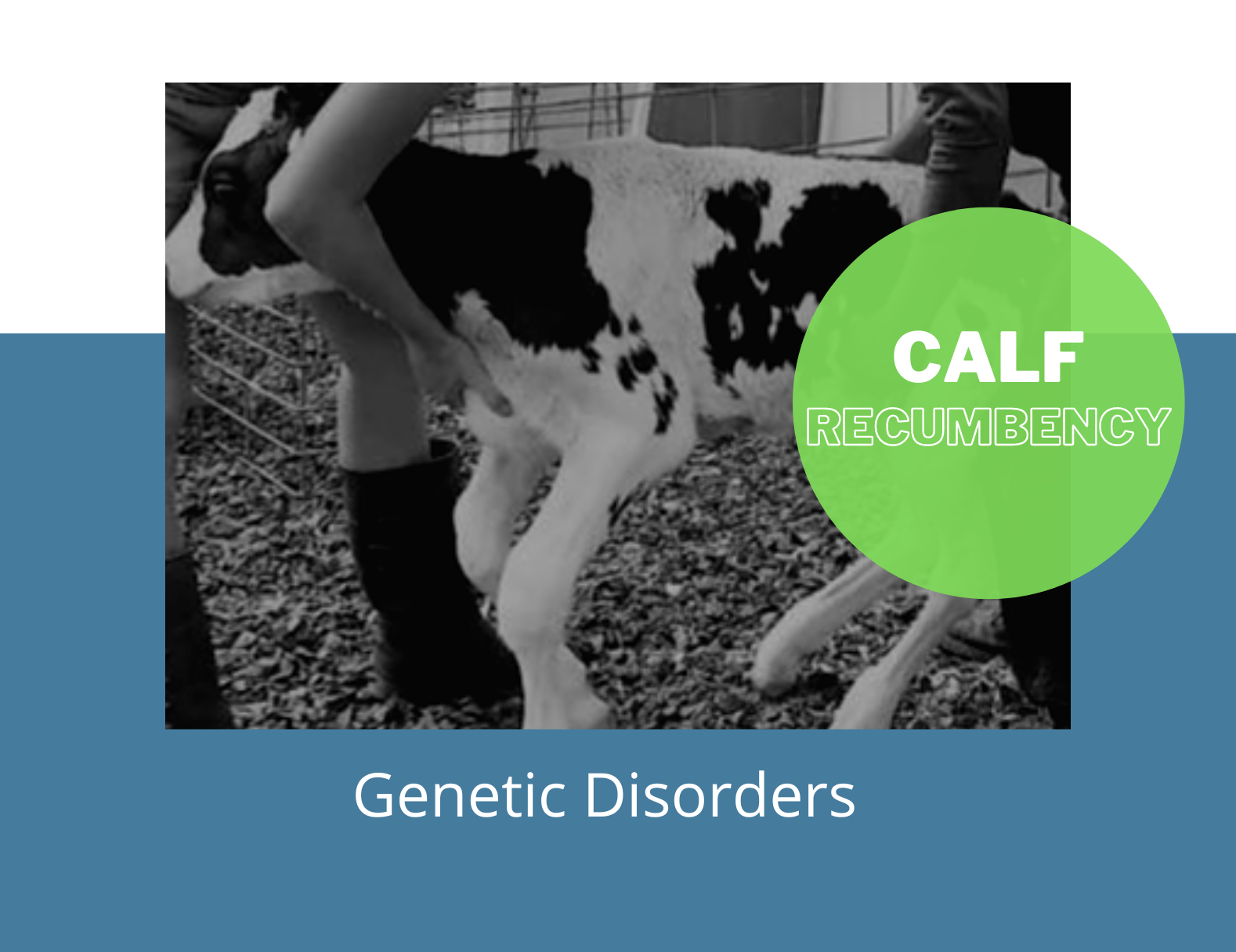 Calf Recumbency — Intermizoo News