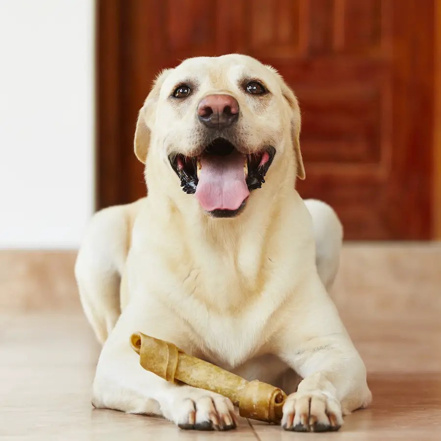 Best Dog Chews UK