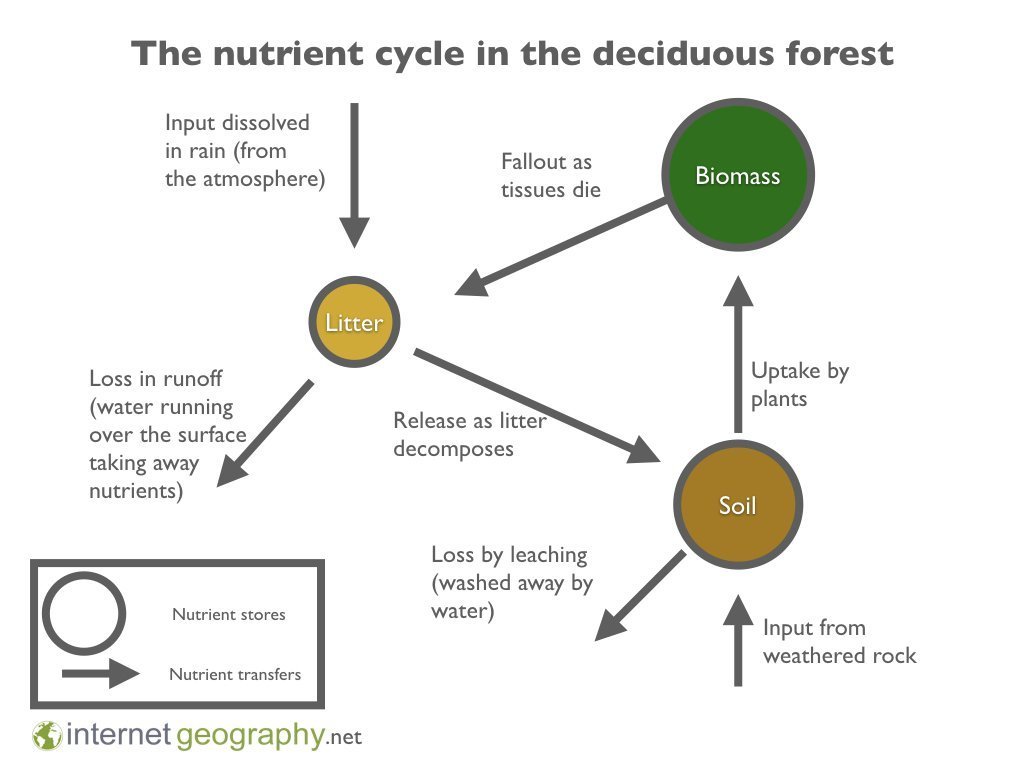 What is a Temperate Deciduous Woodland? Geography