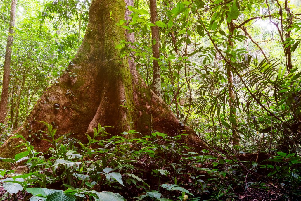 Tropical rain forest in Tambunan Sabah Borneo Malaysia.