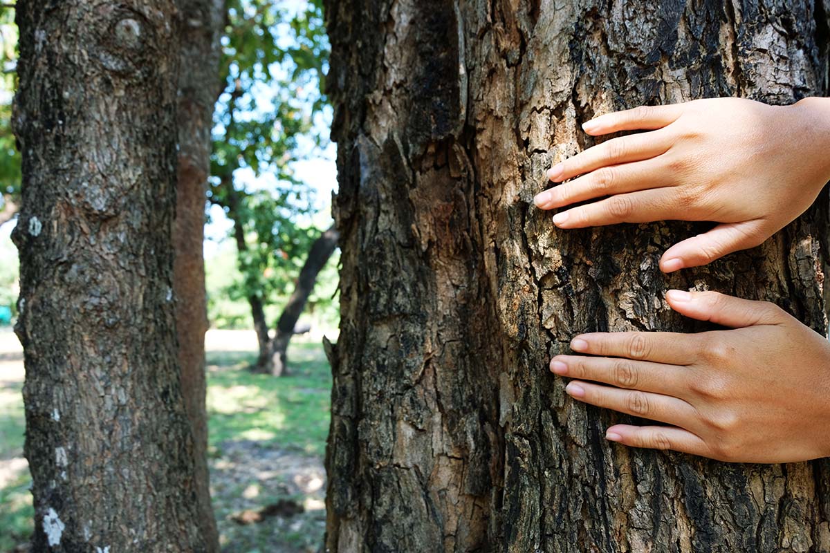 Essential Tips for Maintaining Vibrant Tree Health in Australia