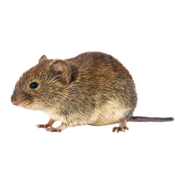 Voles Pest Info Interstate Pest Management