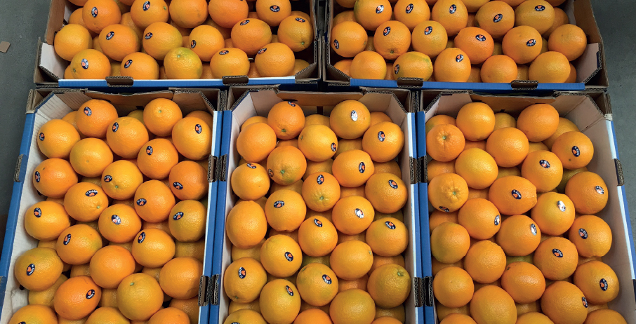 Navel orange ITC