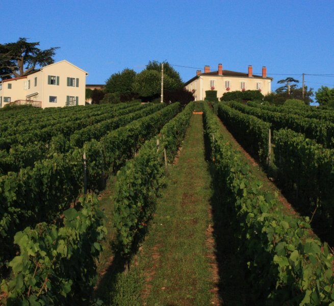 Domaine viticole avec chambres d'hôte en