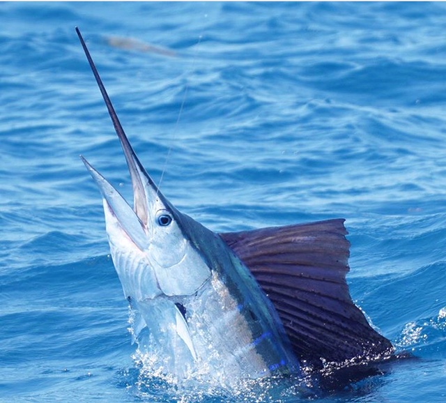 Tournament Kite Fishing for Sailfish—The XFactor InTheBite