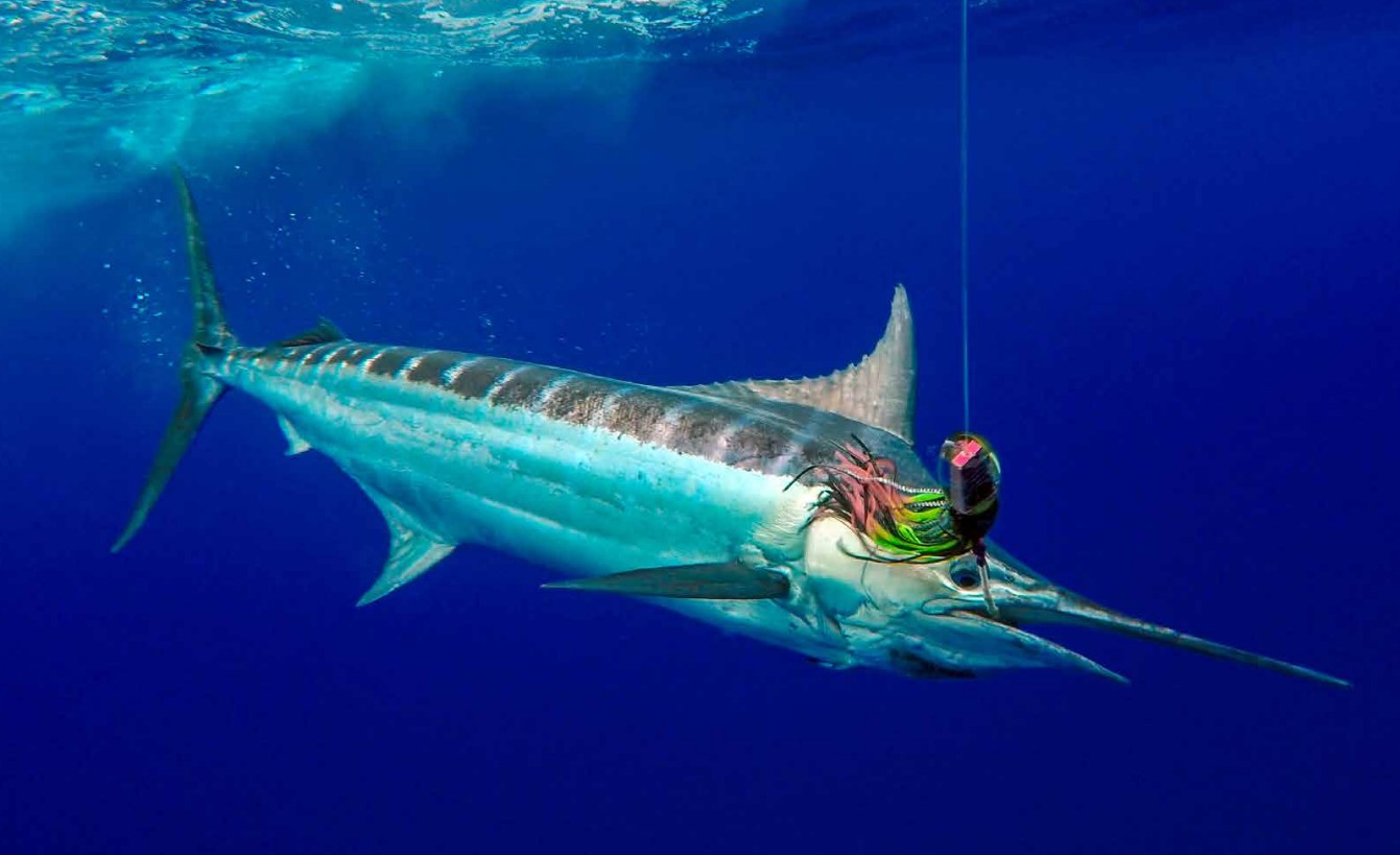 Expert Insight Into Blue Marlin Fishing Hook Sets InTheBite