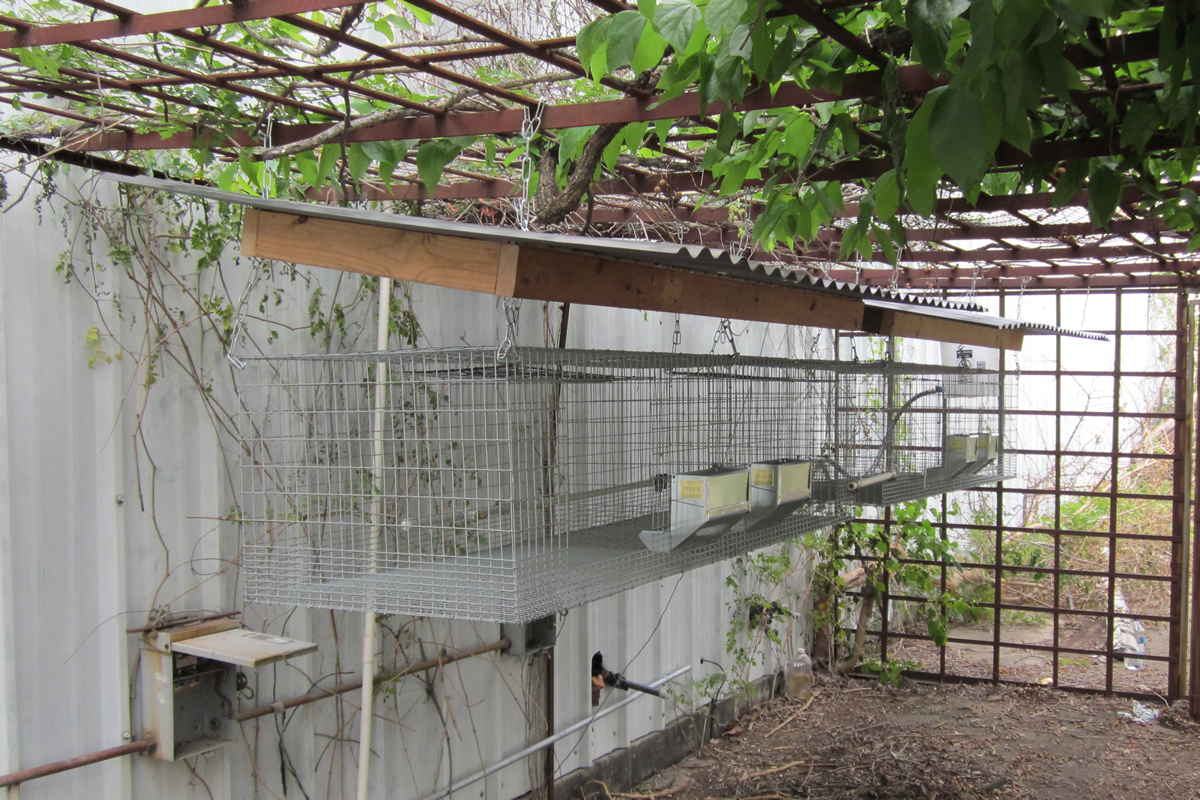 How To Build a Rabbit Hutch In The Rabbit Hole