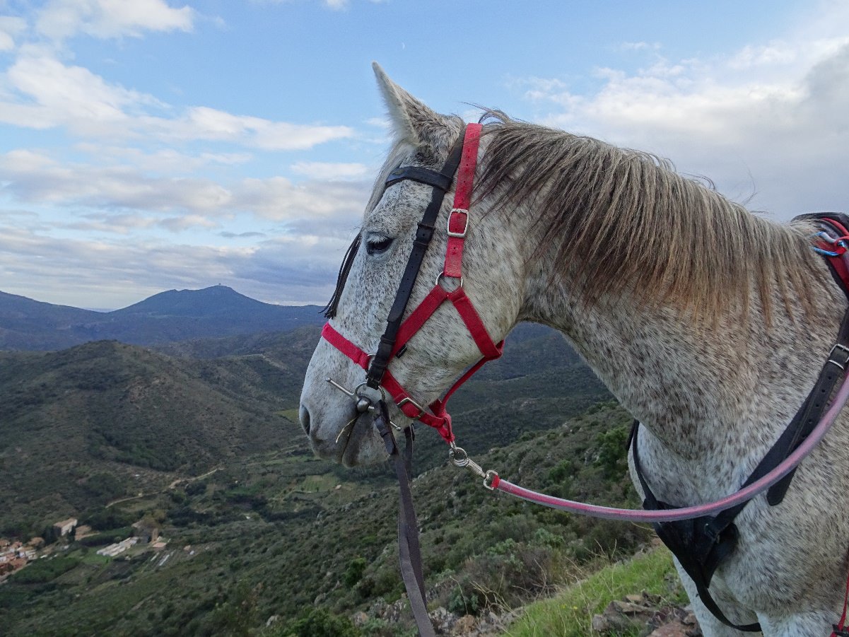 Rhythm of the Ride In The Saddle