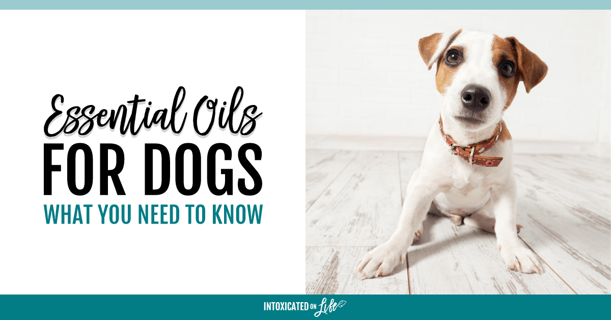 Are Lemongrass And Eucalyptus Safe For Dogs