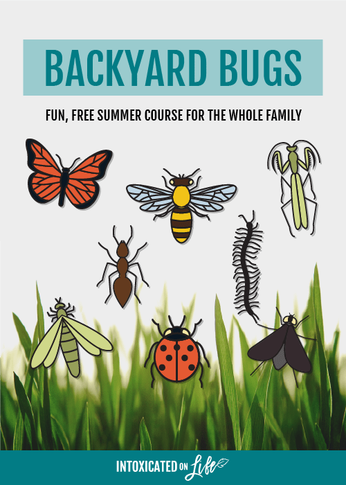 Backyard Bugs! Fun, Free Summer Course for the Whole Family