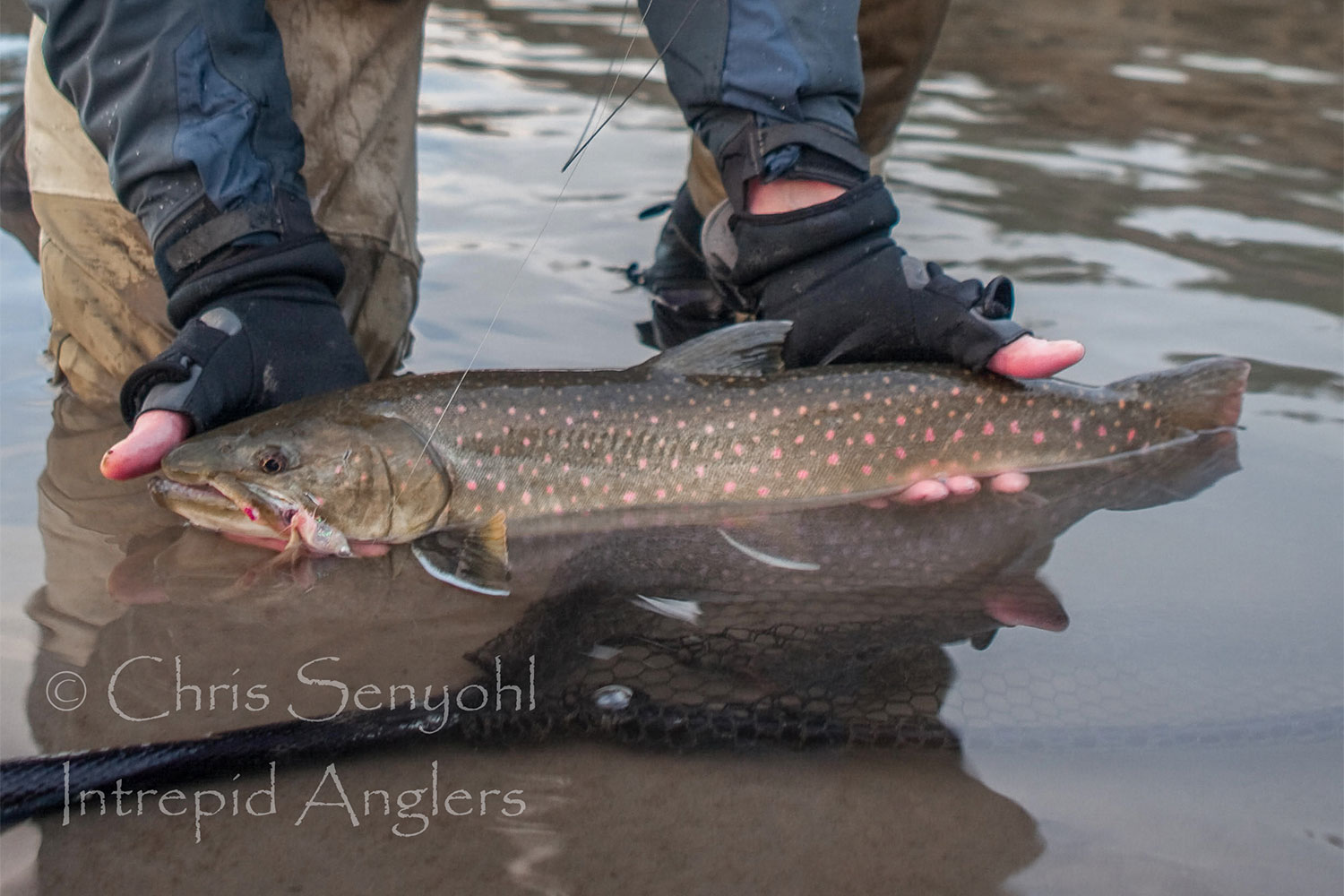 Seattle Fishing Guides Dolly Varden/Bull Trout Fishing Charters