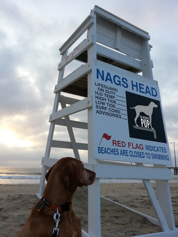 Are Dogs Allowed On Beaches In Nags Head