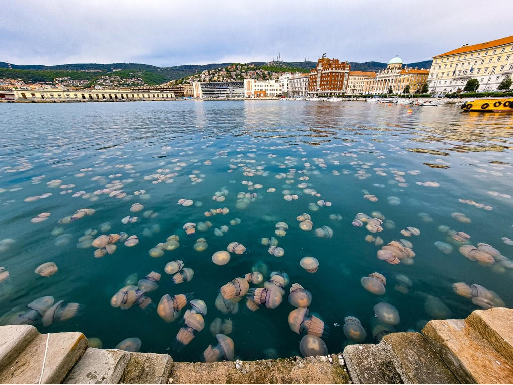 How to Experience Trieste Like a True Local InTrieste