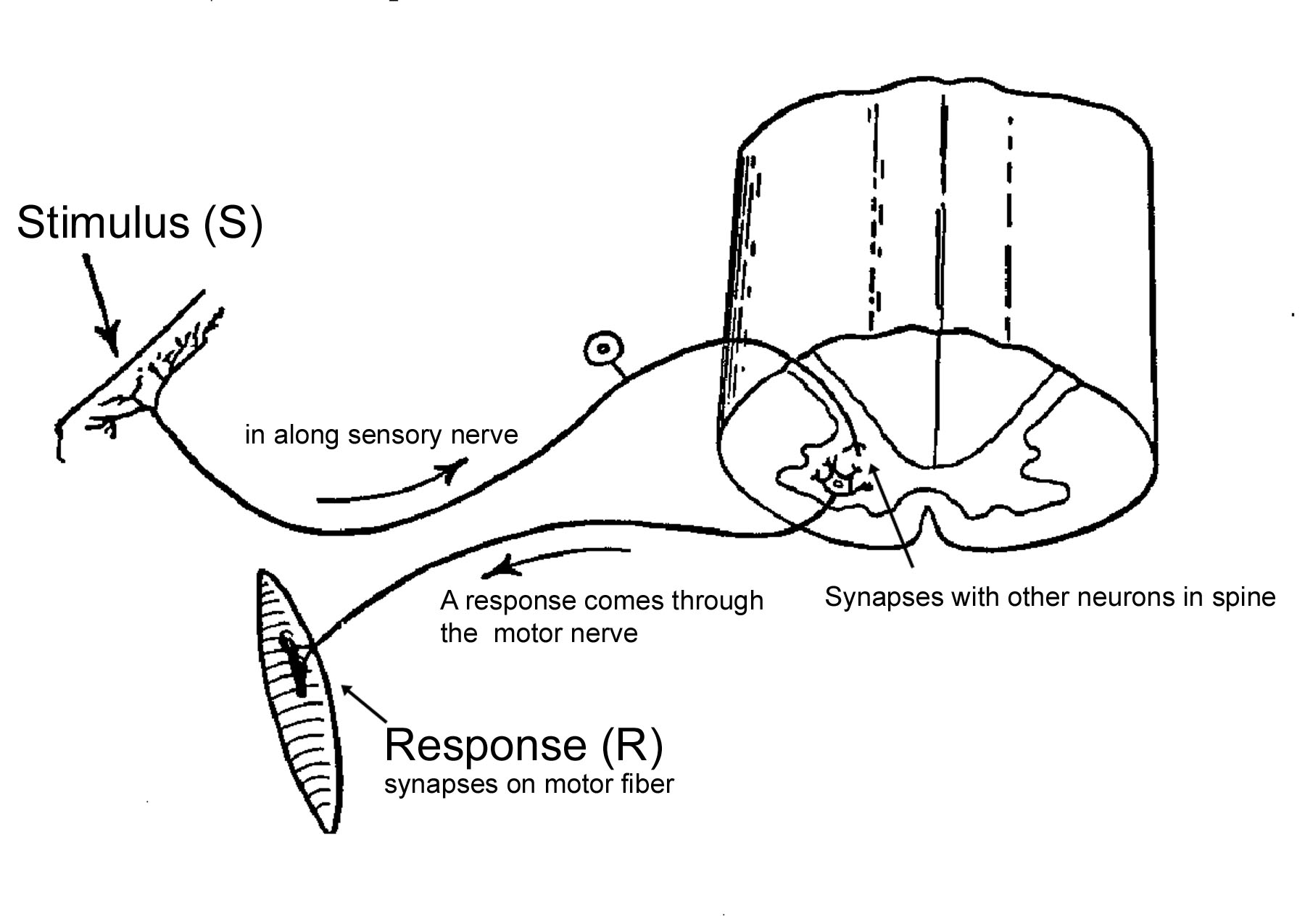 Classical Conditioning in Chapter 05 Conditioning