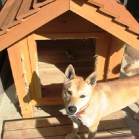 犬小屋の修理