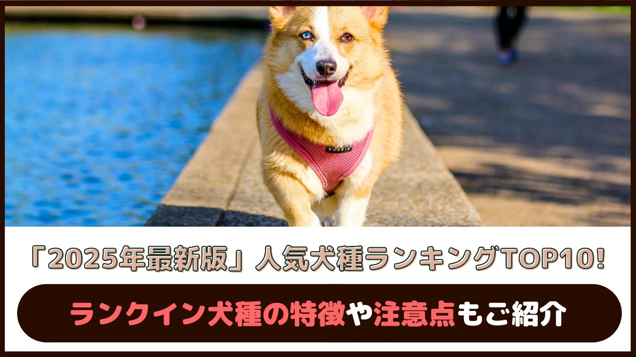 「2025年最新版」人気犬種ランキングTOP10！ランクイン犬種の特徴や注意点もご紹介 愛犬との旅行ならイヌトミィ