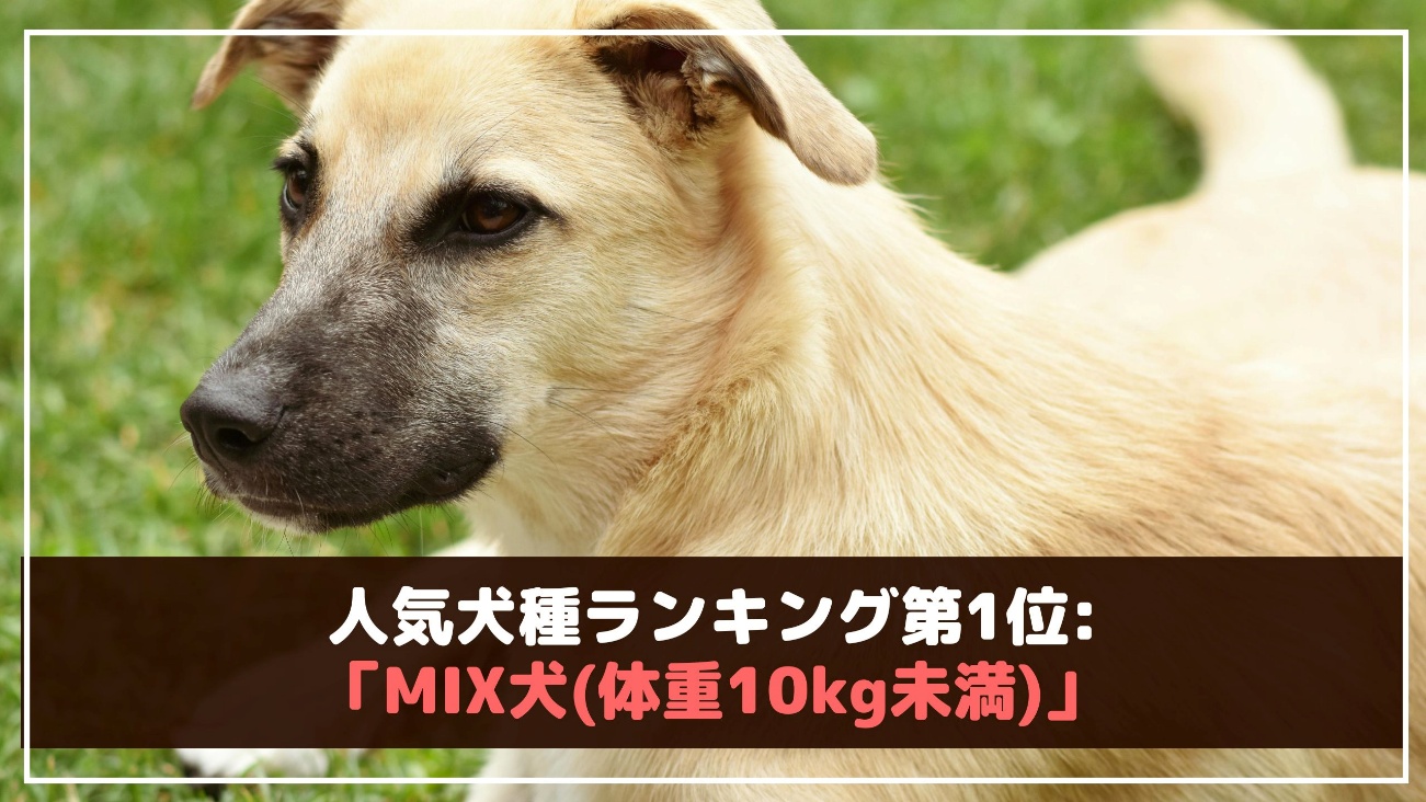 「2025年最新版」人気犬種ランキングTOP10！ランクイン犬種の特徴や注意点もご紹介 愛犬との旅行ならイヌトミィ