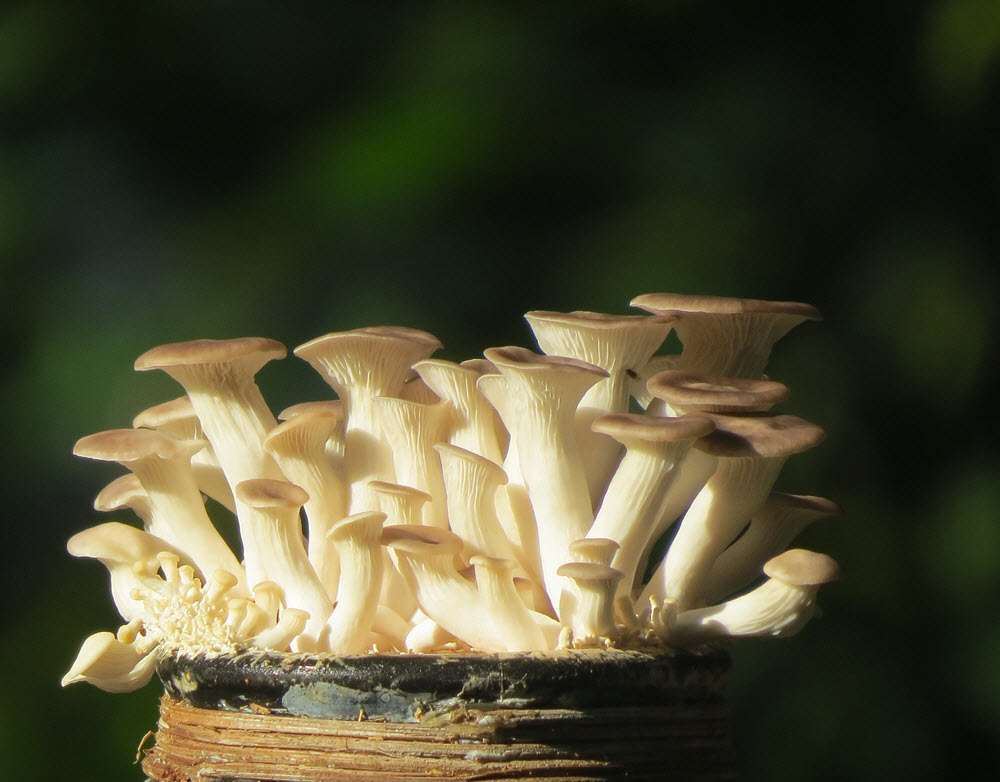 Growing oyster mushrooms for profit InvenManager