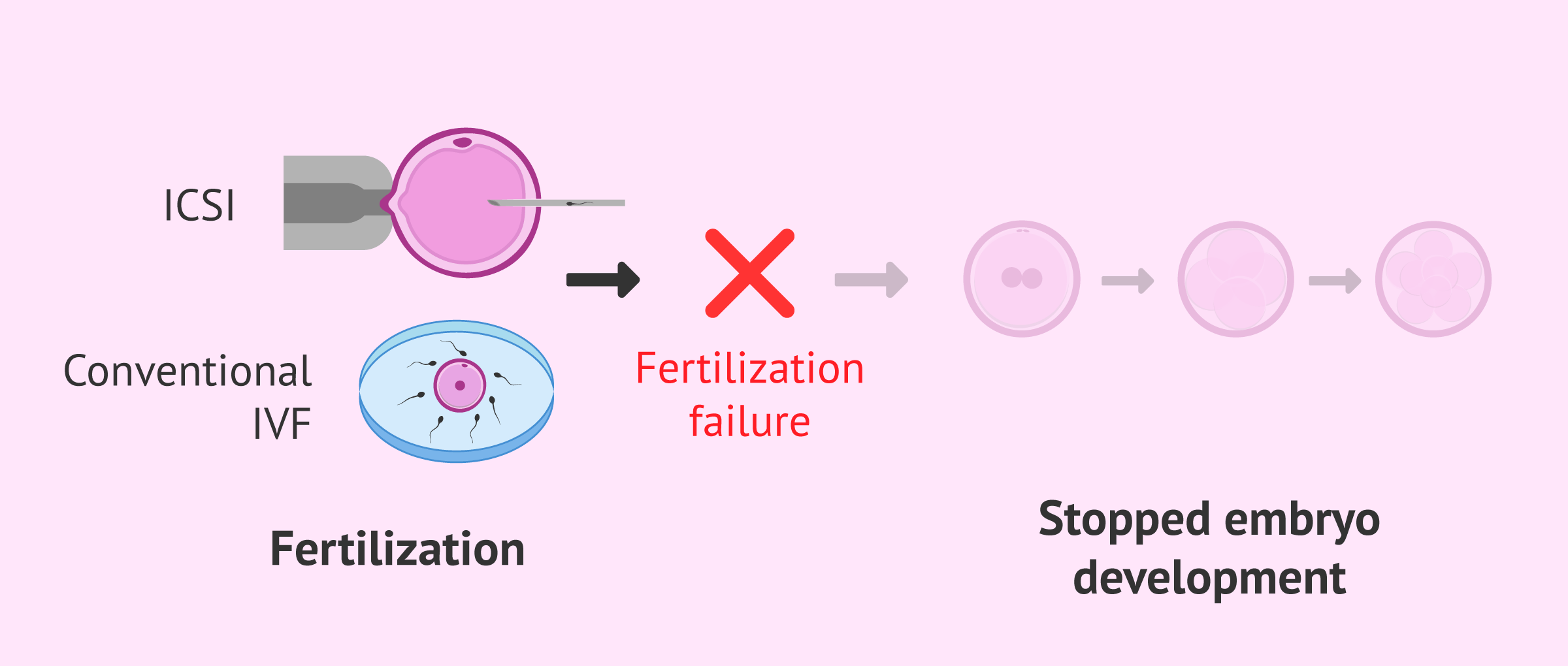 What Is Fertilization