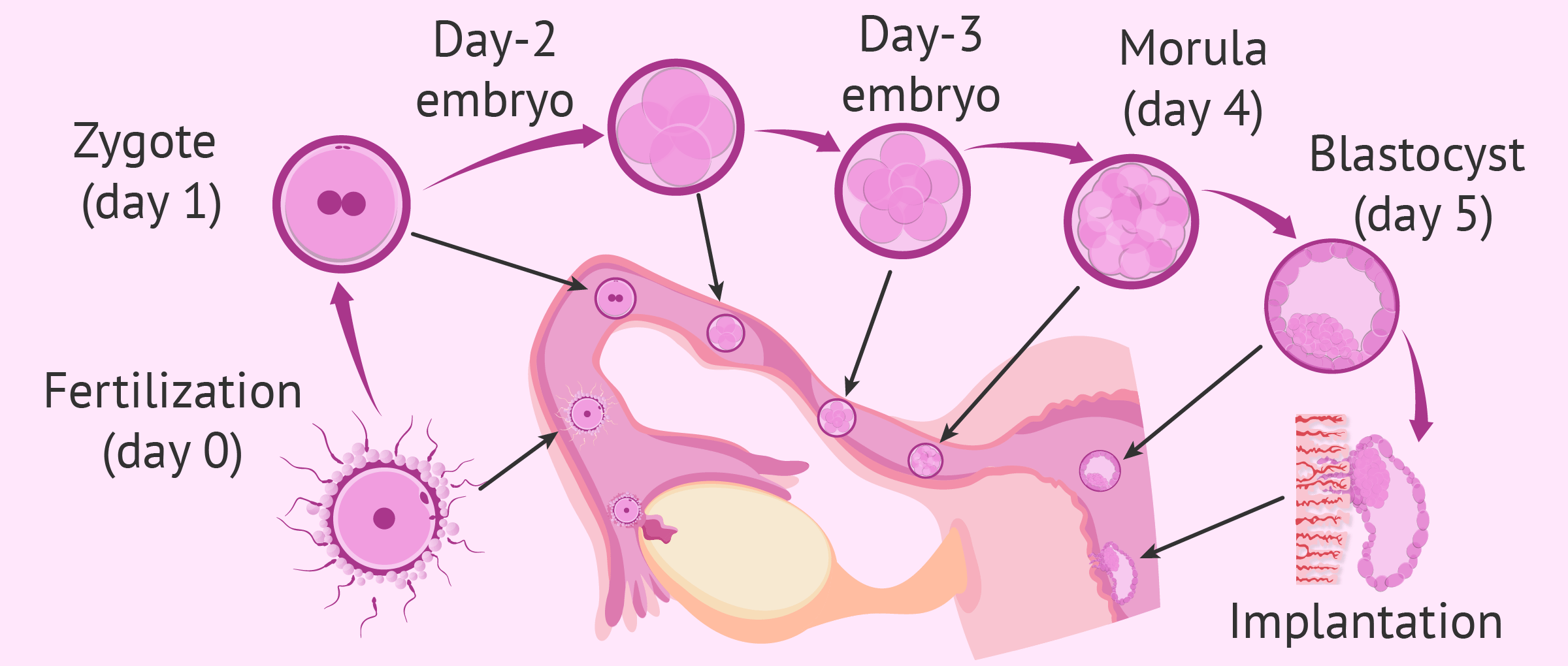 Third week of pregnancy fertilization and embryo development