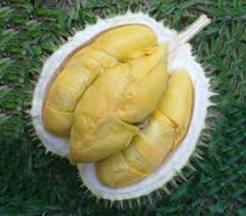 Durian IOI Group