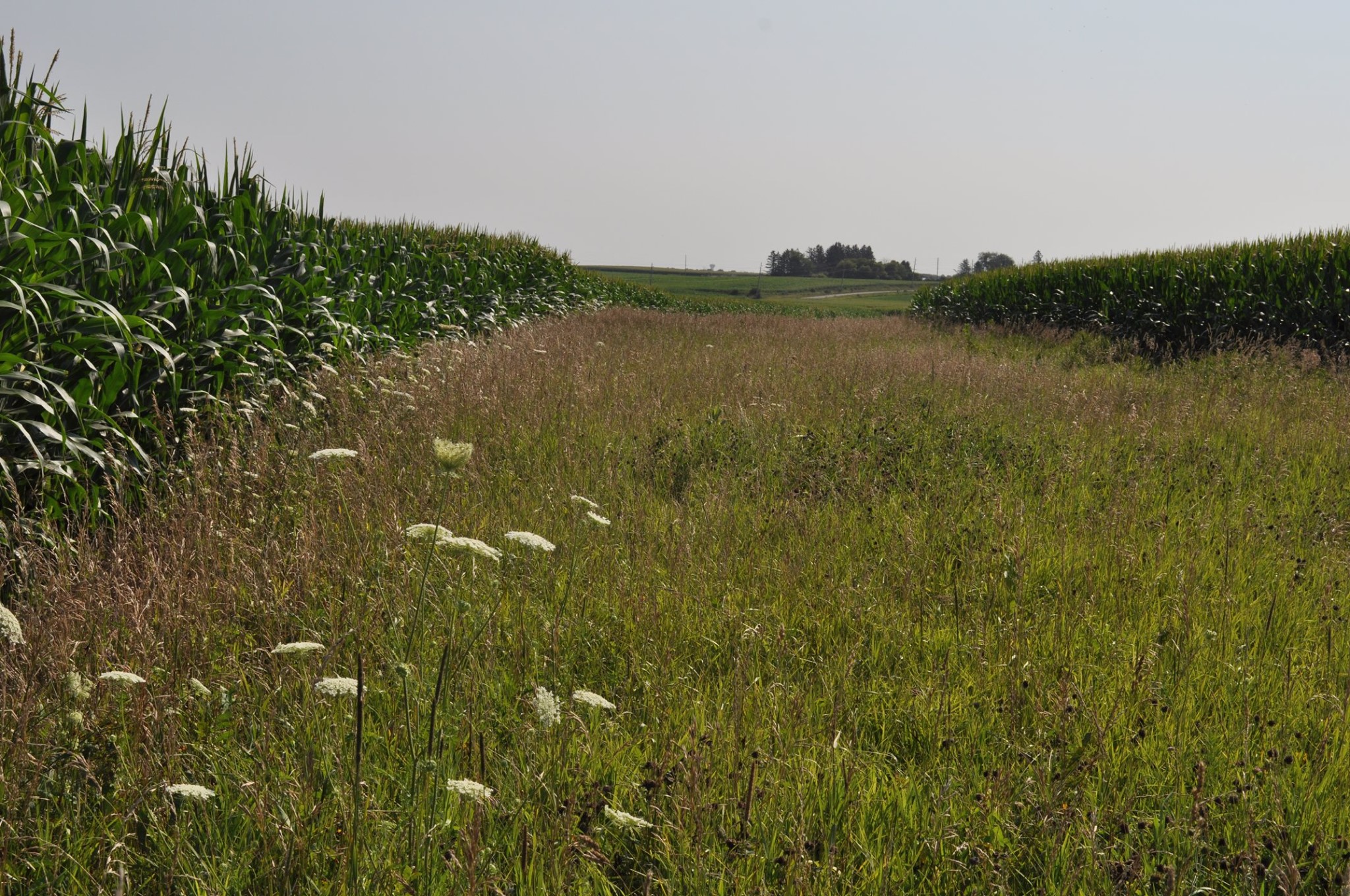 Fourth Generation Farmer from Shell Rock Recognized for Environmental
