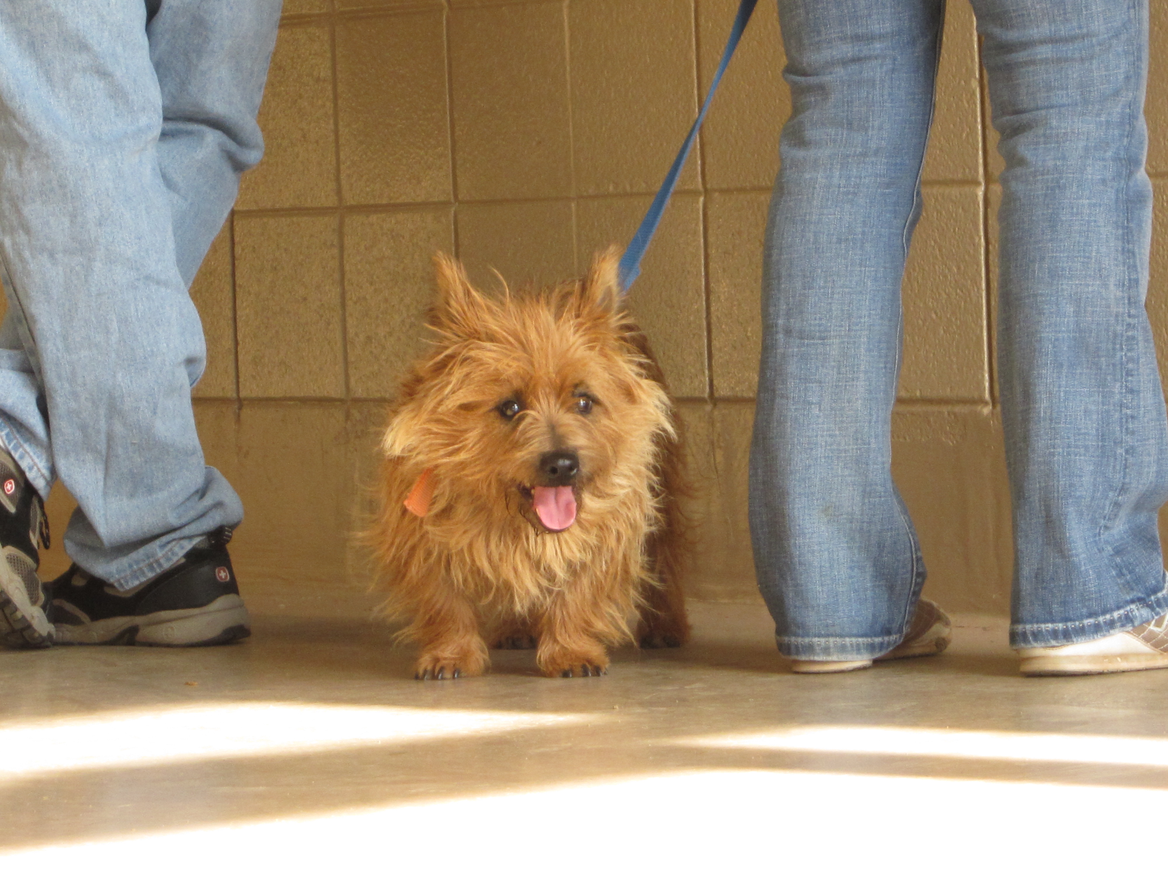 Is there a dog in your life? PAMELA FERNUIK