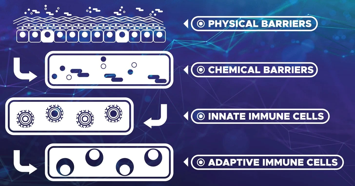 Immunology 101 Innate and Adaptive Immunity Explained ImmunoPrecise