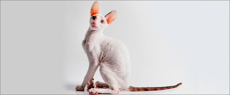 コーニッシュ・レックスの特徴と飼い方 可愛い画像いっぱい｜ねこのきもち 猫図鑑｜ねこのきもちWeb Magazine コーニッシュ・レックスの性格や飼い方のコツ、なりやすい病気まで全部紹介！ | 犬・猫のペット保険ならアイペット損保【23個のNo.1受賞】